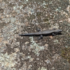 Egernia saxatilis intermedia at Cotter River, ACT - 13 Feb 2022 01:27 PM