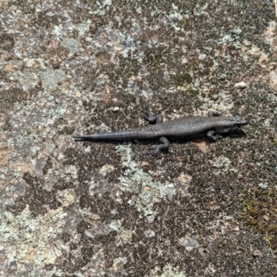 Egernia saxatilis intermedia (Black Rock Skink) at Namadgi National Park - 13 Feb 2022 by Rebeccajgee