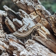 Pseudemoia spenceri (Spencer's Skink) at Namadgi National Park - 13 Feb 2022 by Rebeccajgee