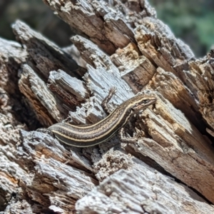 Pseudemoia spenceri at Cotter River, ACT - 13 Feb 2022 01:38 PM