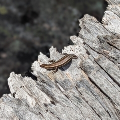 Pseudemoia spenceri at Cotter River, ACT - 13 Feb 2022 01:38 PM