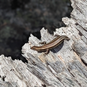 Pseudemoia spenceri at Cotter River, ACT - 13 Feb 2022 01:38 PM