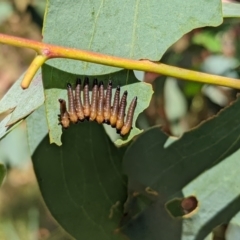 Perginae sp. (subfamily) (Unidentified pergine sawfly) at Namadgi National Park - 13 Feb 2022 by Rebeccajgee