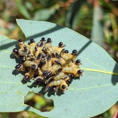 Pergidae sp. (family) (Unidentified Sawfly) at Namadgi National Park - 13 Feb 2022 by Rebeccajgee