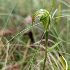 Diplodium decurvum (Summer greenhood) at Tennent, ACT - 13 Feb 2022 by Rebeccajgee