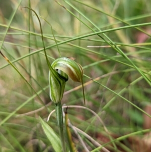 Diplodium decurvum at Tennent, ACT - suppressed