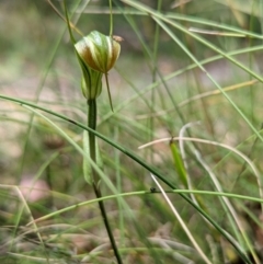 Diplodium decurvum at Tennent, ACT - suppressed