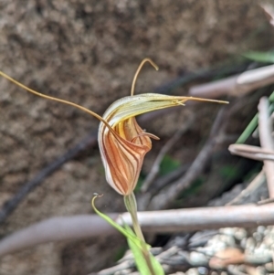 Diplodium coccinum at Cotter River, ACT - 13 Feb 2022