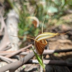 Diplodium coccinum at Cotter River, ACT - suppressed