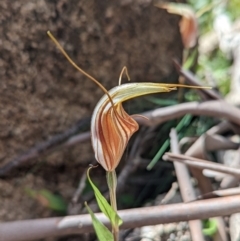 Diplodium coccinum at Cotter River, ACT - 13 Feb 2022