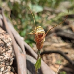 Diplodium coccinum at Cotter River, ACT - suppressed