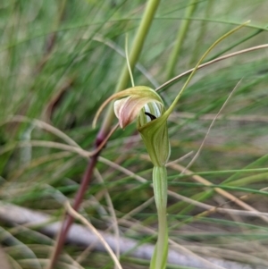 Diplodium decurvum at Cotter River, ACT - suppressed