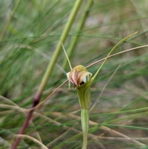 Diplodium decurvum at Cotter River, ACT - 13 Feb 2022