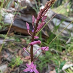 Dipodium roseum (Rosy Hyacinth Orchid) at Cotter River, ACT - 13 Feb 2022 by Rebeccajgee