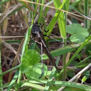 Acripeza reticulata at Cotter River, ACT - 13 Feb 2022 03:05 PM