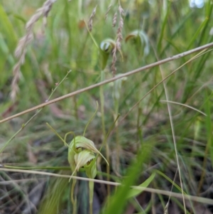 Diplodium decurvum at Cotter River, ACT - suppressed