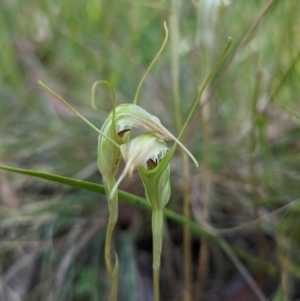 Diplodium decurvum at Cotter River, ACT - 13 Feb 2022