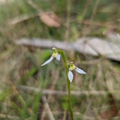 Eriochilus magenteus (Magenta Autumn Orchid) at Cotter River, ACT - 13 Feb 2022 by Rebeccajgee