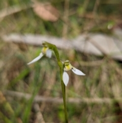 Eriochilus magenteus at Cotter River, ACT - 13 Feb 2022