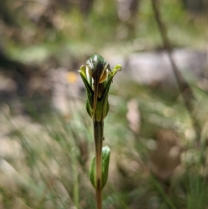 Diplodium sp. at Cotter River, ACT - suppressed