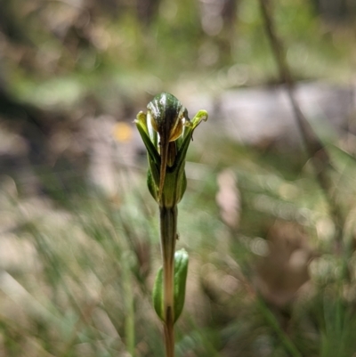 Diplodium sp. (A Greenhood) at Namadgi National Park - 13 Feb 2022 by Rebeccajgee