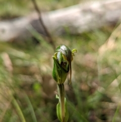 Diplodium sp. at Cotter River, ACT - suppressed