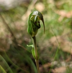 Diplodium sp. at Cotter River, ACT - 13 Feb 2022