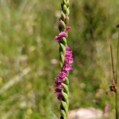 Spiranthes australis (Austral Ladies Tresses) at Paddys River, ACT - 13 Feb 2022 by Rebeccajgee