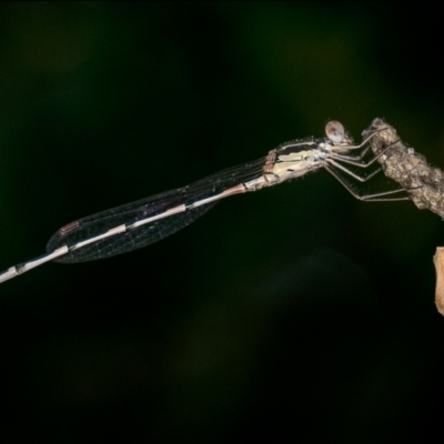 Austrolestes leda (Wandering Ringtail) at Holt, ACT - 13 Feb 2022 by Margo