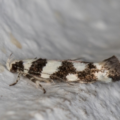 Macrobathra (genus) (A cosmet moth) at Melba, ACT - 23 Dec 2021 by kasiaaus