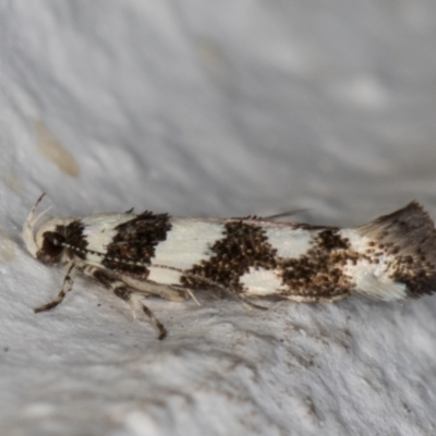 Macrobathra (genus) (A Cosmet moth (Cosmopteriginae) at Melba, ACT - 23 Dec 2021 by kasiaaus