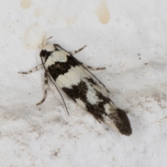 Macrobathra (genus) at Melba, ACT - 23 Dec 2021 10:44 PM