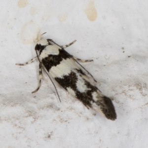 Macrobathra (genus) at Melba, ACT - 23 Dec 2021