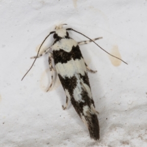 Macrobathra (genus) at Melba, ACT - 23 Dec 2021 10:44 PM