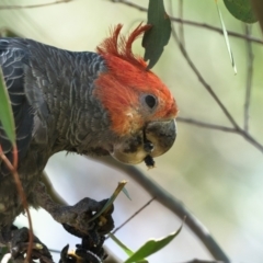 Callocephalon fimbriatum (Gang-gang Cockatoo) at Namadgi National Park - 12 Feb 2022 by patrickcox
