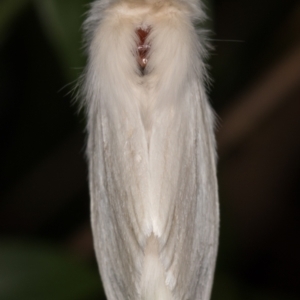 Trichiocercus sparshalli at Melba, ACT - 23 Dec 2021