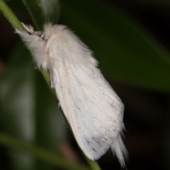 Trichiocercus sparshalli at Melba, ACT - 23 Dec 2021