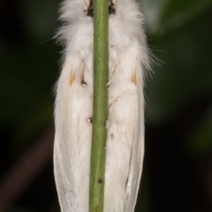 Trichiocercus sparshalli at Melba, ACT - 23 Dec 2021