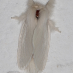 Trichiocercus sparshalli at Melba, ACT - 23 Dec 2021