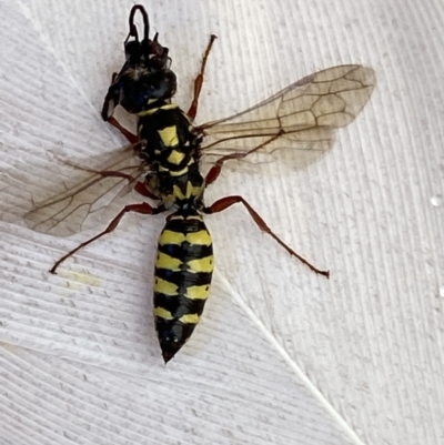 Agriomyia sp. (genus) (Yellow flower wasp) at Jerrabomberra, NSW - 13 Feb 2022 by SteveBorkowskis