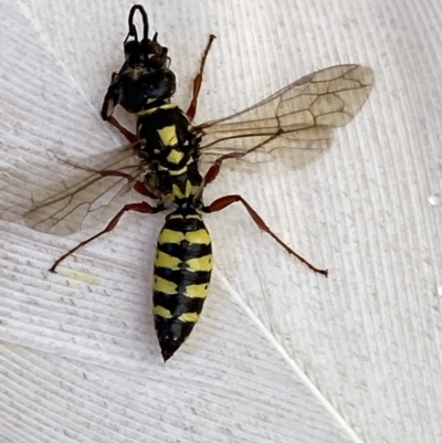 Agriomyia sp. (genus) (Yellow flower wasp) at QPRC LGA - 13 Feb 2022 by Steve_Bok