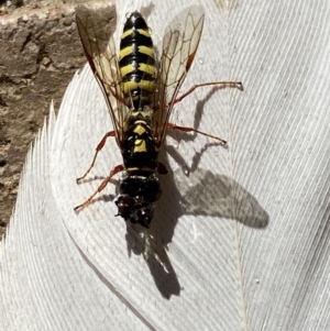 Agriomyia sp. (genus) at Jerrabomberra, NSW - 13 Feb 2022