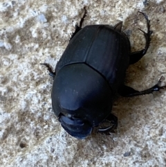 Onthophagus binodis (Dung beetle) at Numeralla, NSW - 13 Feb 2022 by SteveBorkowskis