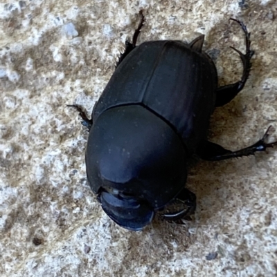 Onthophagus binodis (Dung beetle) at Numeralla, NSW - 13 Feb 2022 by SteveBorkowskis