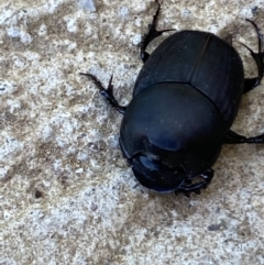 Onthophagus binodis at Numeralla, NSW - suppressed