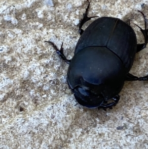 Onthophagus binodis at suppressed - suppressed