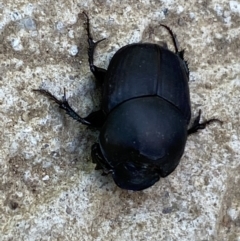 Onthophagus binodis at Numeralla, NSW - suppressed