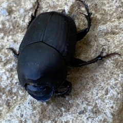 Onthophagus binodis at Numeralla, NSW - suppressed