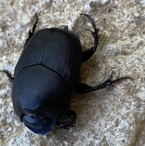 Onthophagus binodis at Numeralla, NSW - suppressed