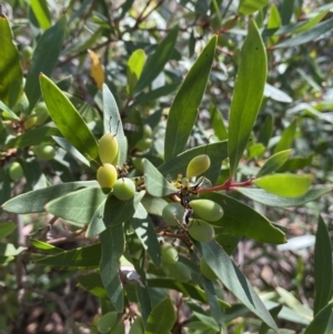 Persoonia silvatica at Numeralla, NSW - 13 Feb 2022 09:58 AM